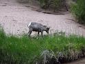 (298) Big Horn Sheep