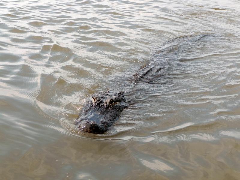 (15) New Orleans Gator.jpg