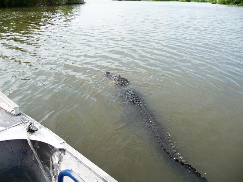 (17) New Orleans Gator.jpg
