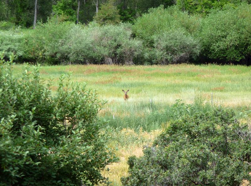 (003) Doe in the Field.jpg
