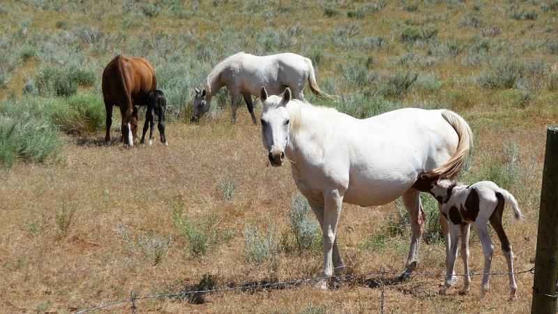 (122) Day-old Foals at the Ranch.jpg