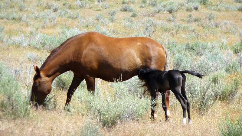 (124) Day-old Foals at the Ranch.jpg
