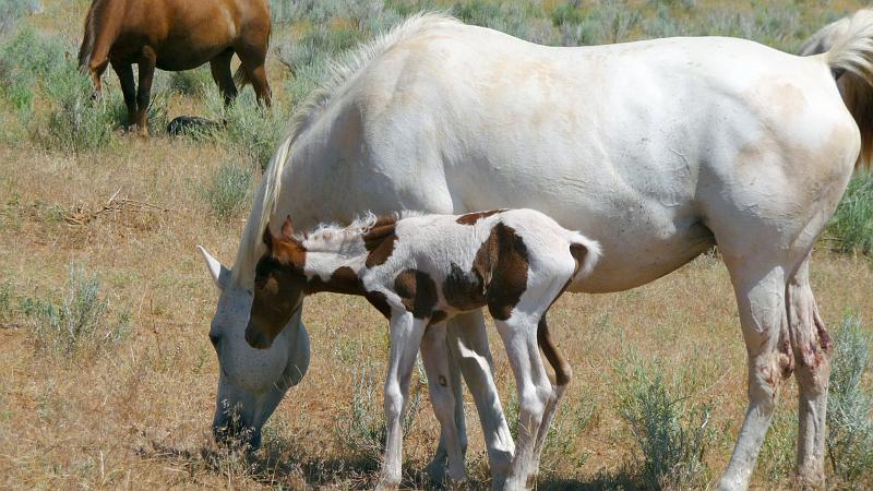 (125) Day-old Foals at the Ranch.jpg
