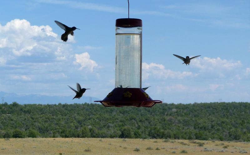 (127) Hummingbirds.jpg