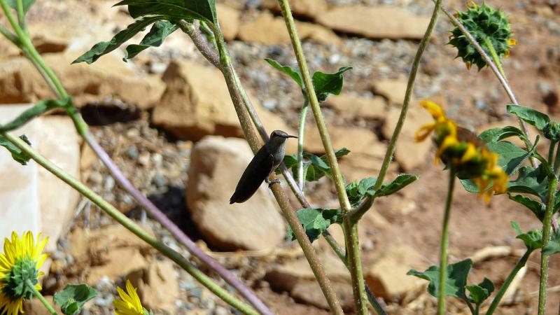 (131) Hummingbirds.jpg