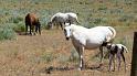 (122) Day-old Foals at the Ranch