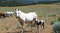 (123) Day-old Foals at the Ranch