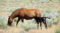 (124) Day-old Foals at the Ranch