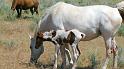 (125) Day-old Foals at the Ranch